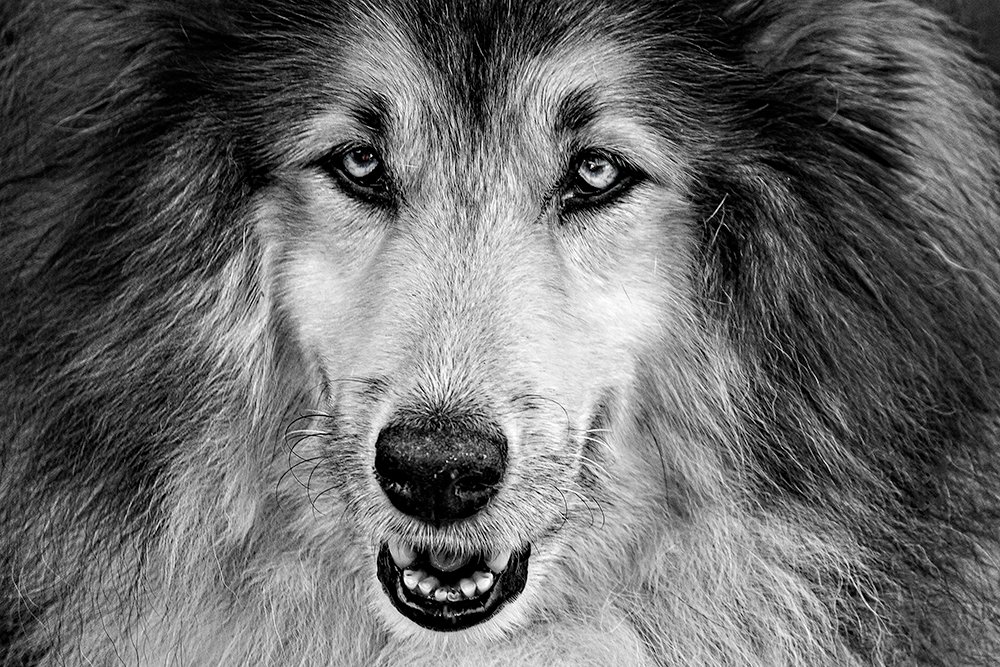 Photograph by Joao R Cortez