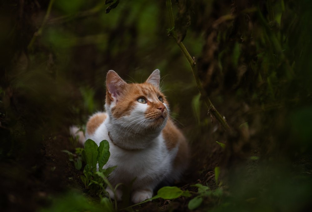 Photograph by Даркина Дарья