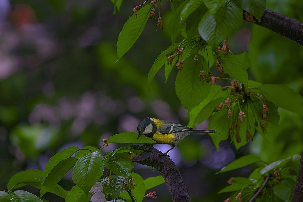 Photograph by Cemal Kaldirim