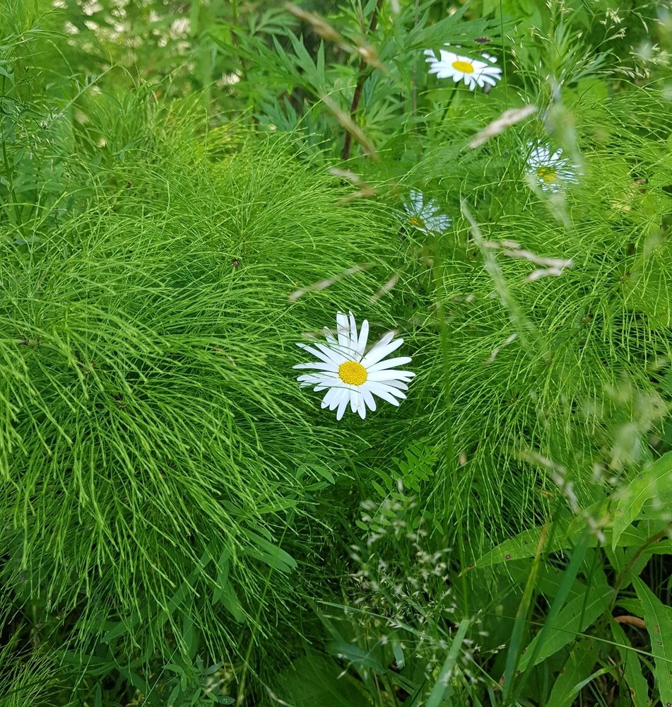 Photograph by Алексей Скоморохов