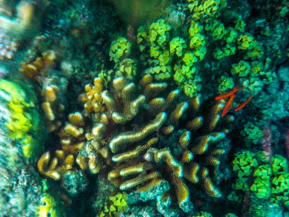 We are also living beings