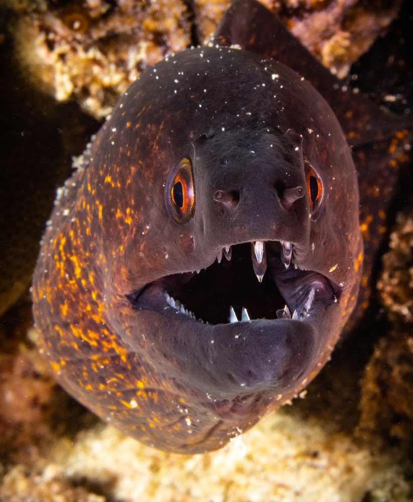 Photograph by Alexander Plakida