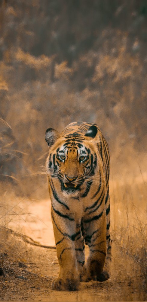 Фотография автора vivek yadav