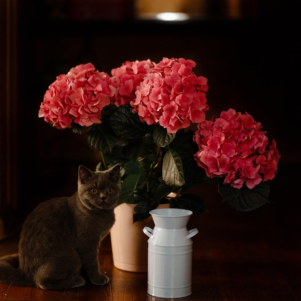 Photograph by Анастасия Матрос