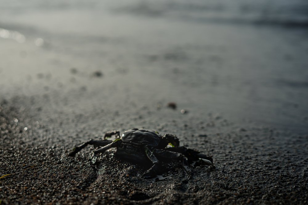 Photograph by Константин Пинигин