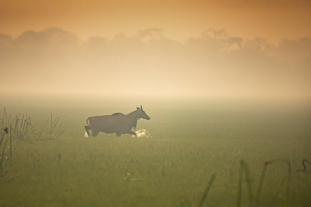 Photograph by Jayaraj TP