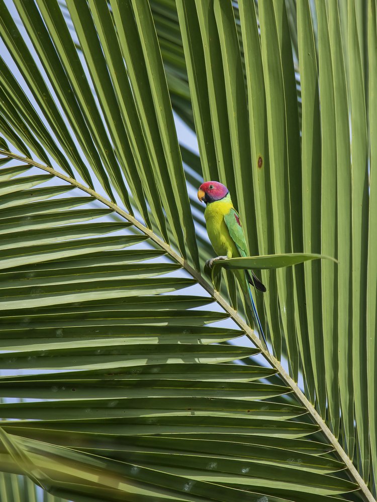 Photograph by Jayaraj TP