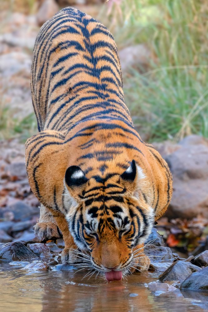 The Queen Quenching thirst