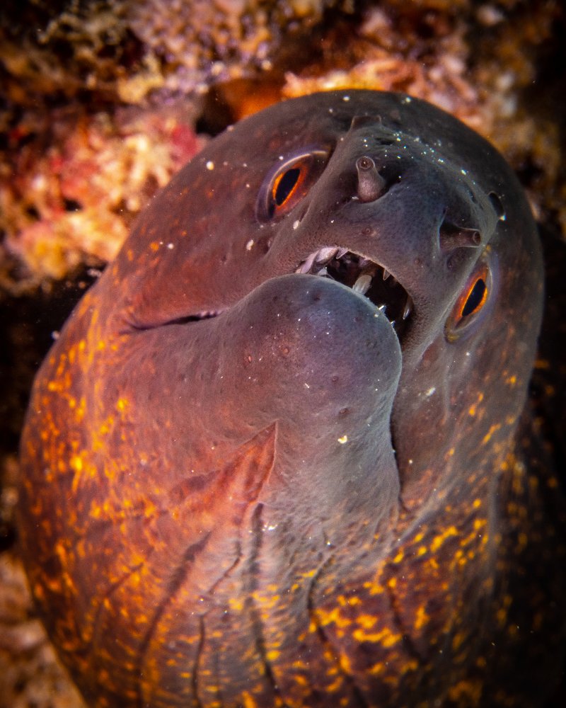 Photograph by Alexander Plakida