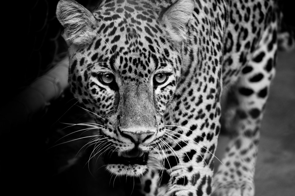 Photograph by Chandan Mahanty