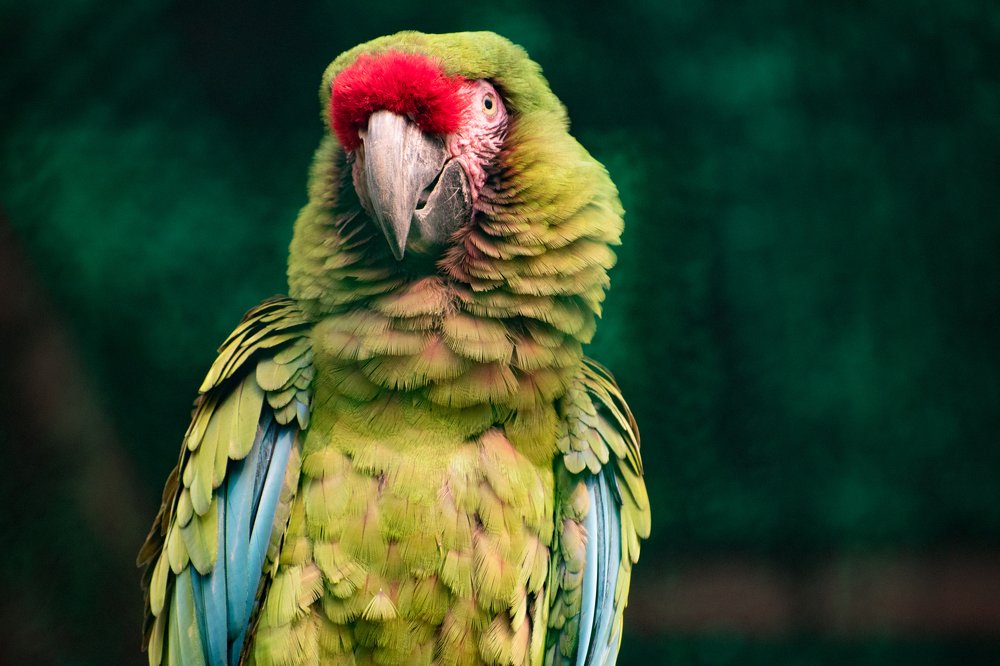 Photograph by Chandan Mahanty