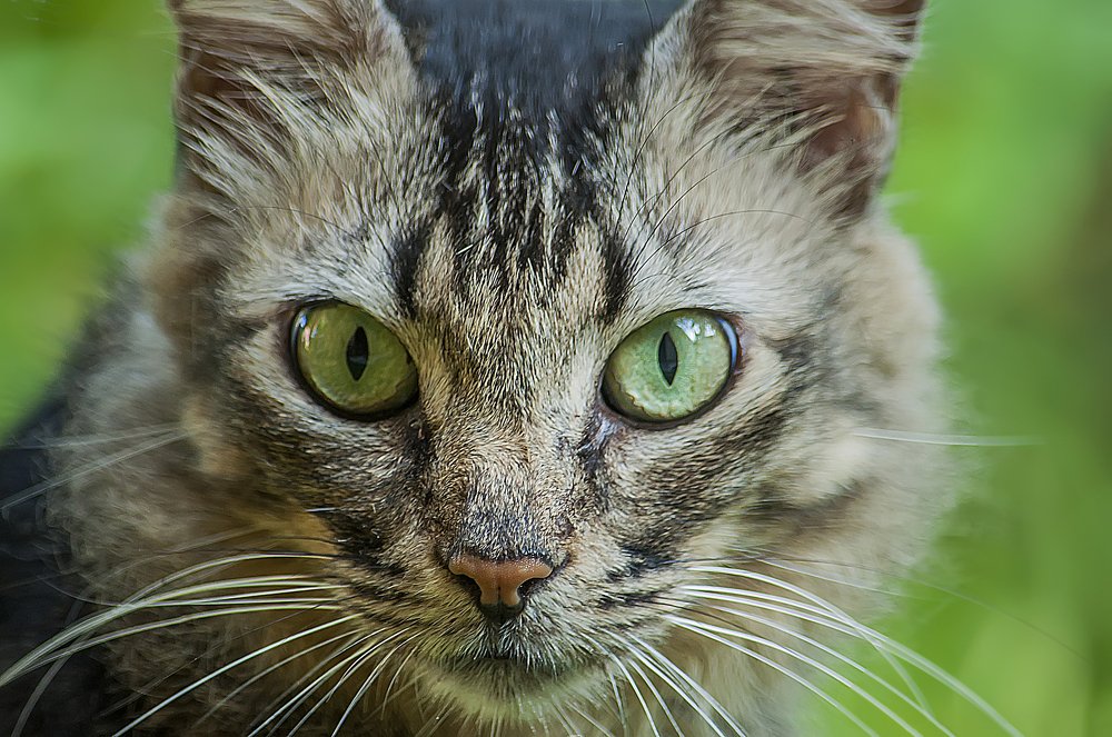 Photograph by Chamara Sulakkhana Polwatta Siriyalage