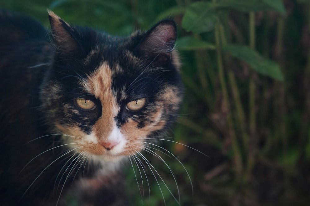 Photograph by Анна Нуразян