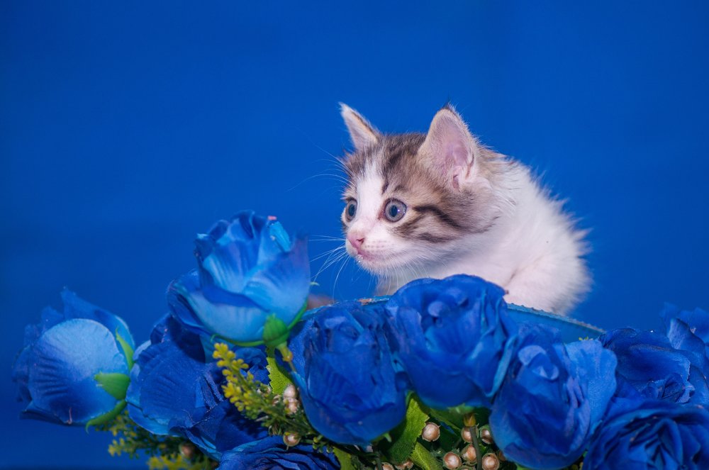 Photograph by Chamara Sulakkhana Polwatta Siriyalage