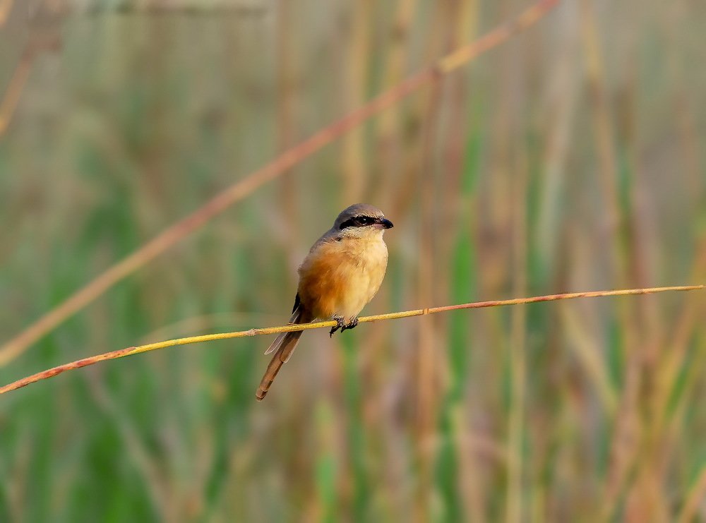 long tailed shrike sunkissed