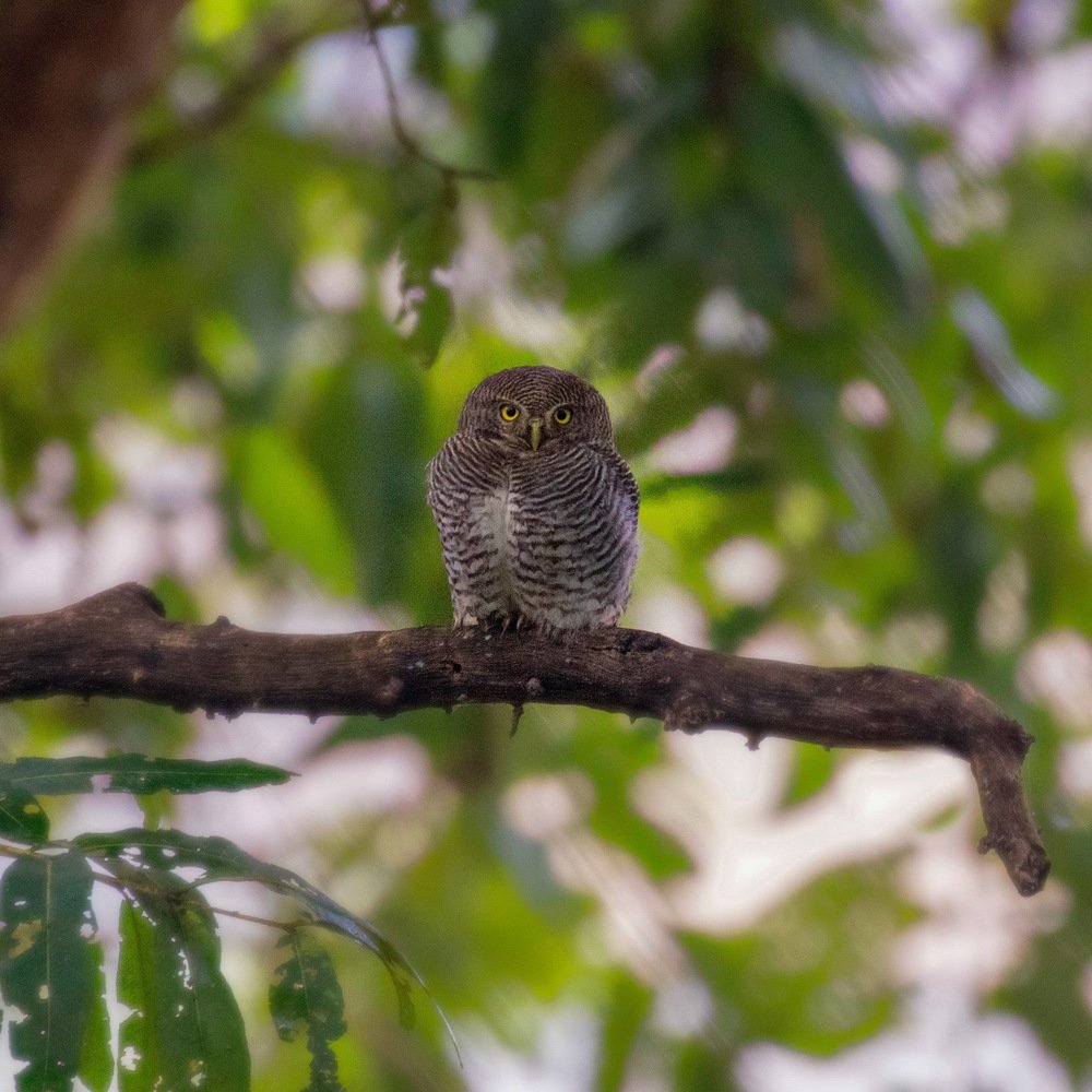 Forest Owlet on a branch