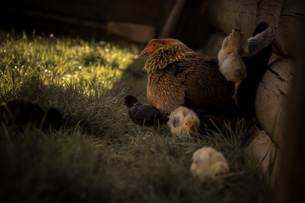 Photograph by Юлия Брежнева