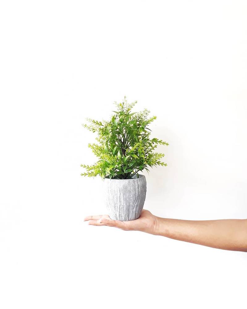 Photograph by Mohammed nizwan k Niz