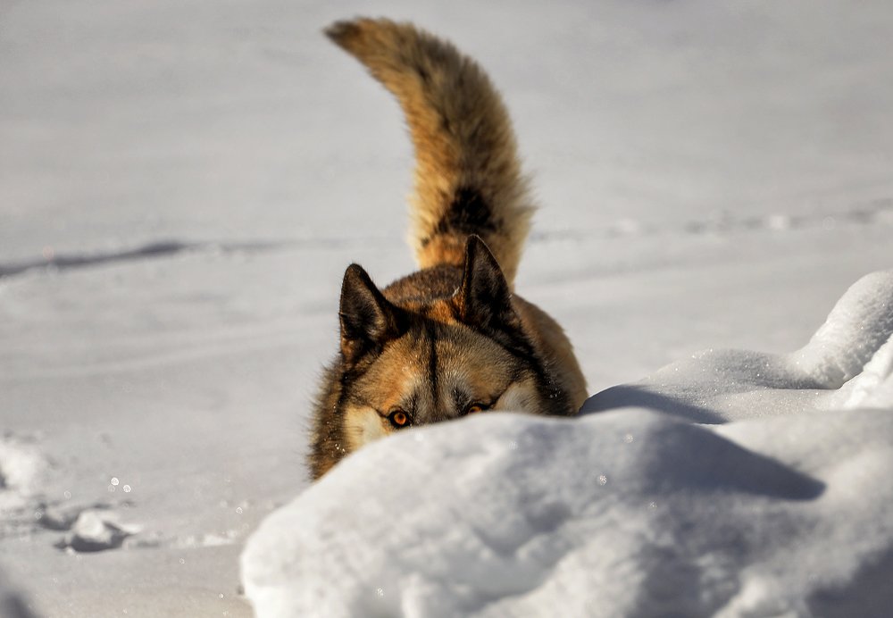 Photograph by Александр Шипиленко