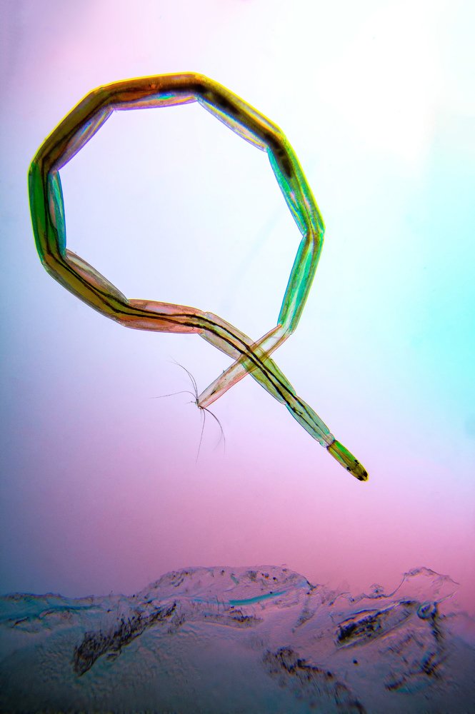 Ceratopogonidae larvae