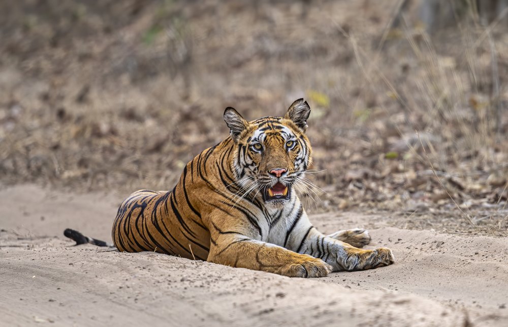 Фотография автора Ashok Behera