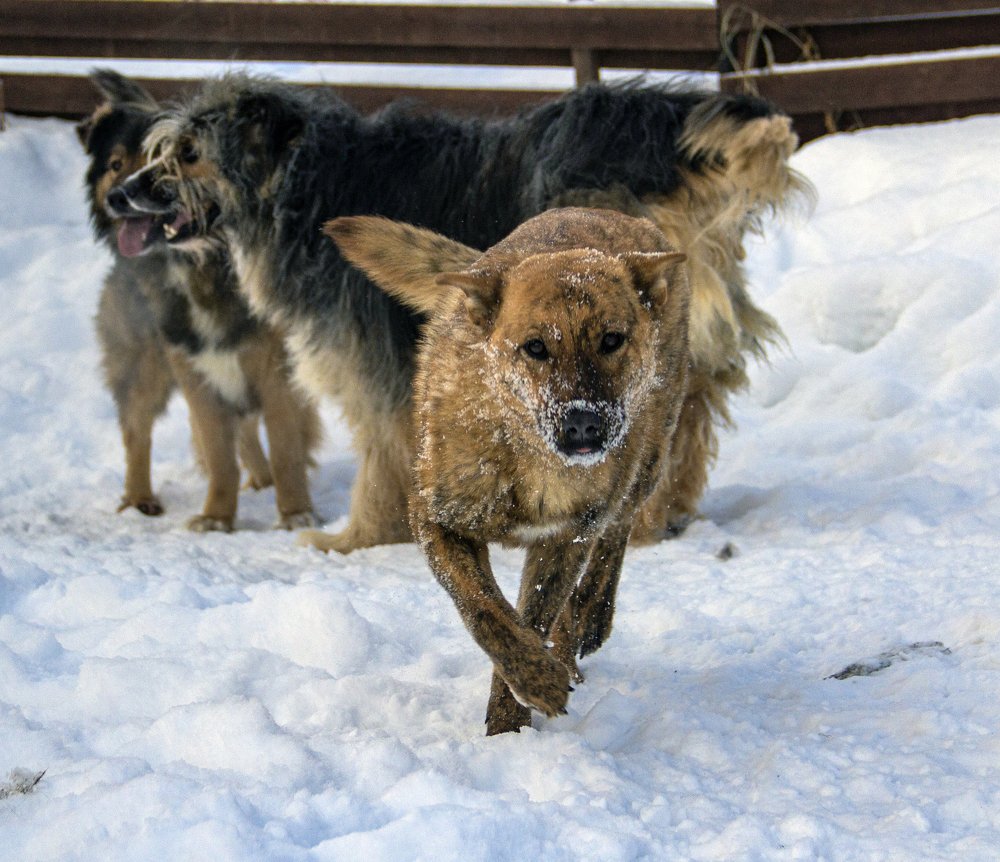 Photograph by Николаева Светлана