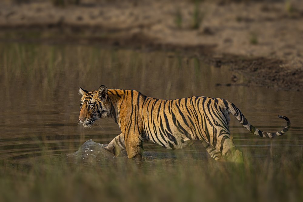 Фотография автора Ashok Behera