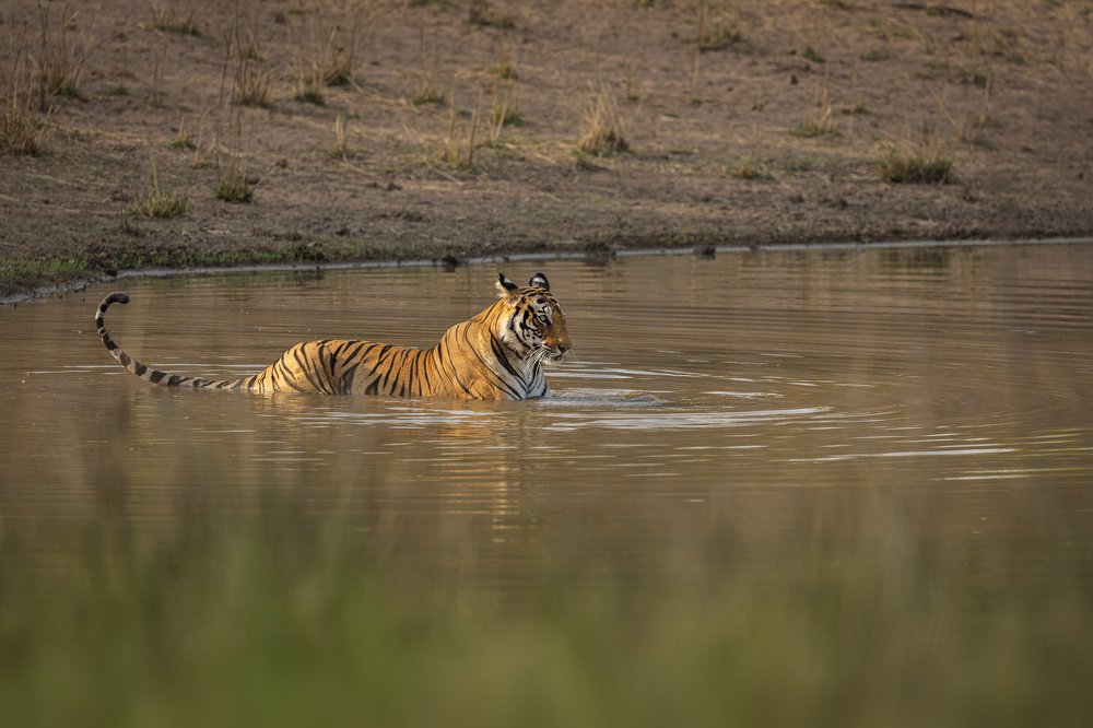 Фотография автора Ashok Behera