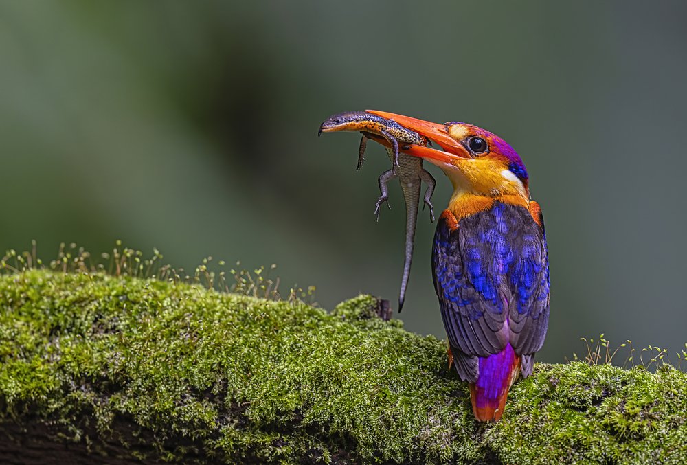 Фотография автора Ashok Behera