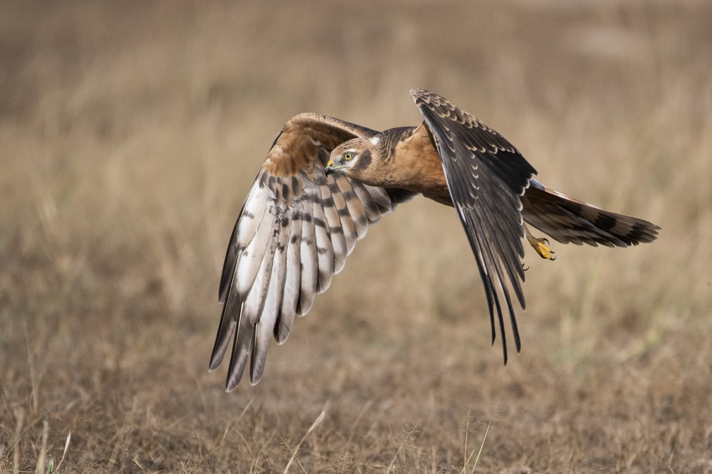 Photograph by Manish Arya