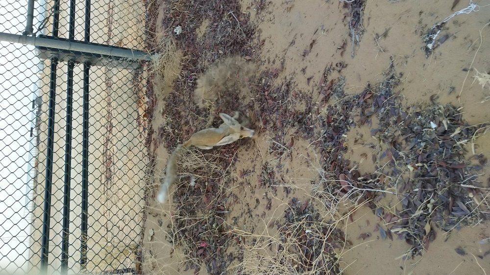 Fox