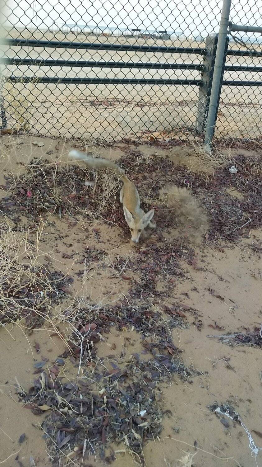 Fox