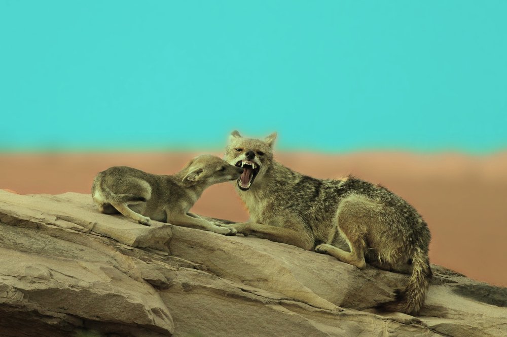 Photograph by Manish Arya