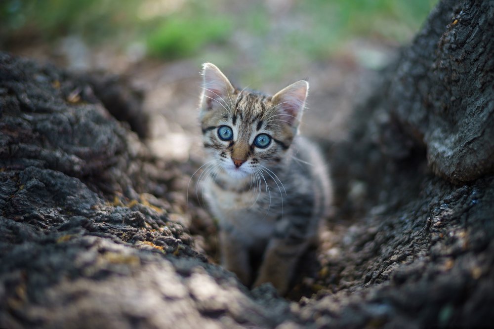 Photograph by Дмитрий Цыпляев