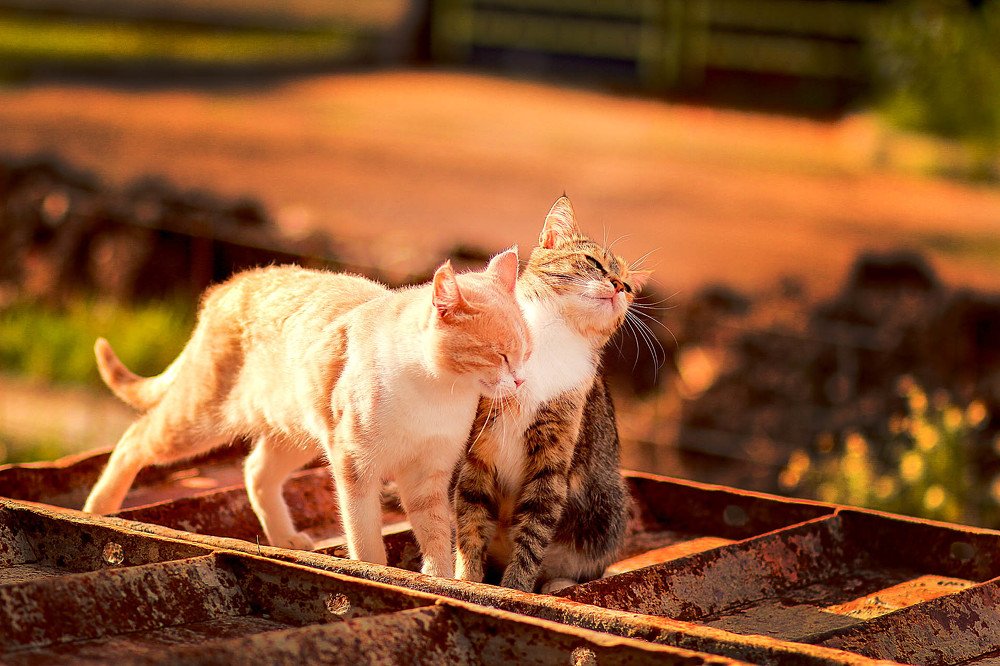 No! I am not in mood!