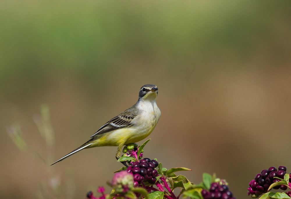 Photograph by Luis Miguel Rivas