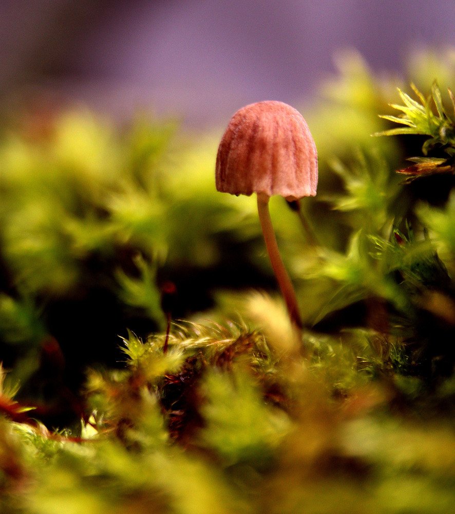 Photograph by Нина Минченко