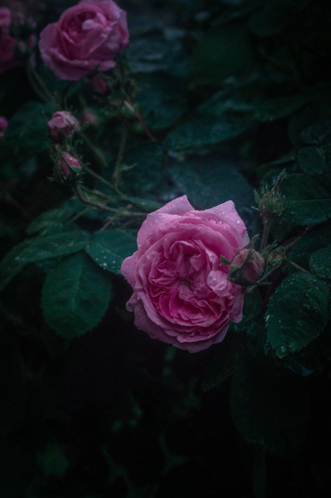 Фотография автора Ольга Галушкина