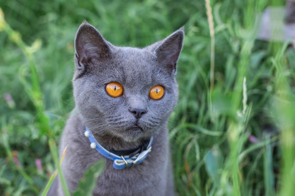 Фотография автора Ольга Галушкина