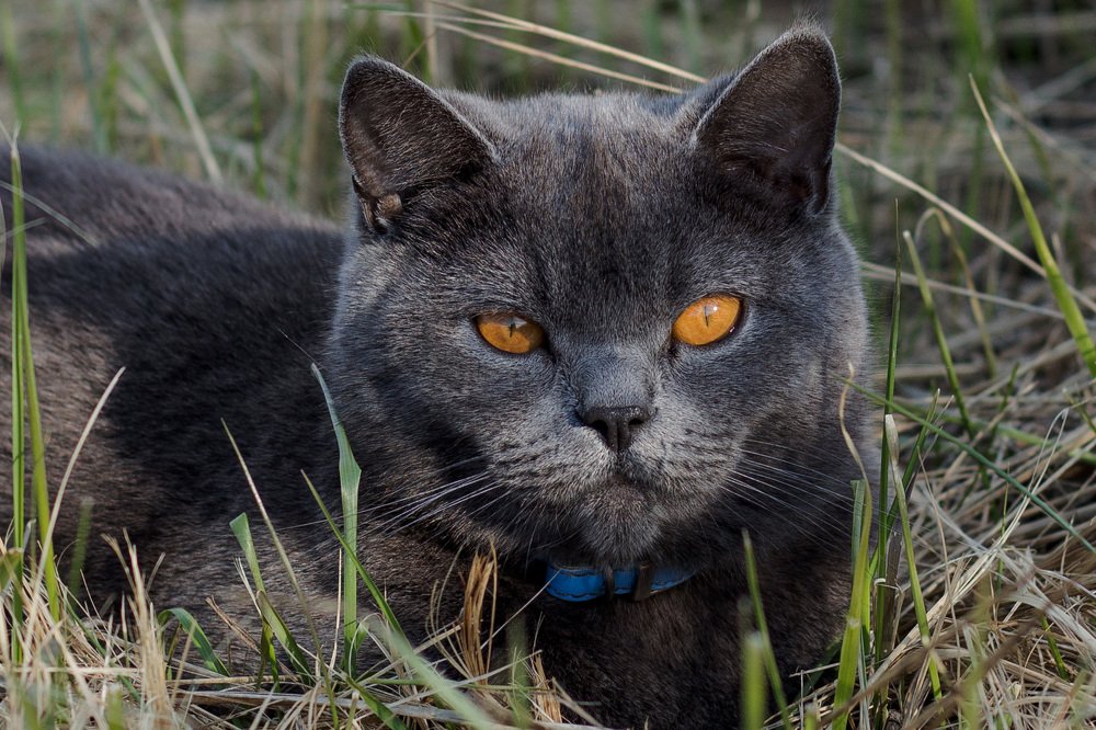 Фотография автора Ольга Галушкина