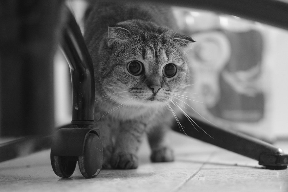 Фотография автора vladimir algazin