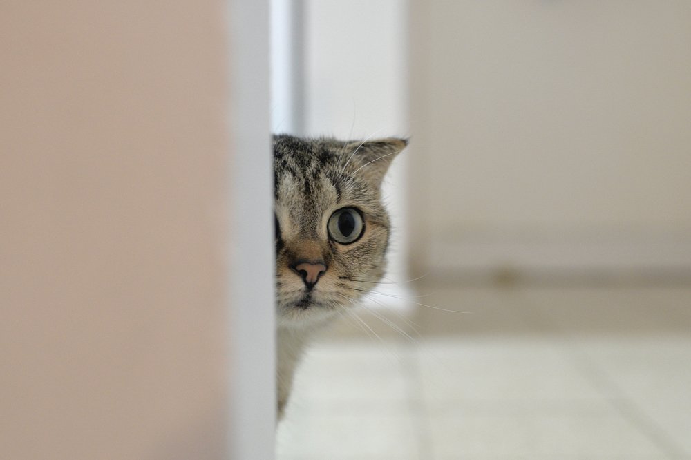 Фотография автора vladimir algazin