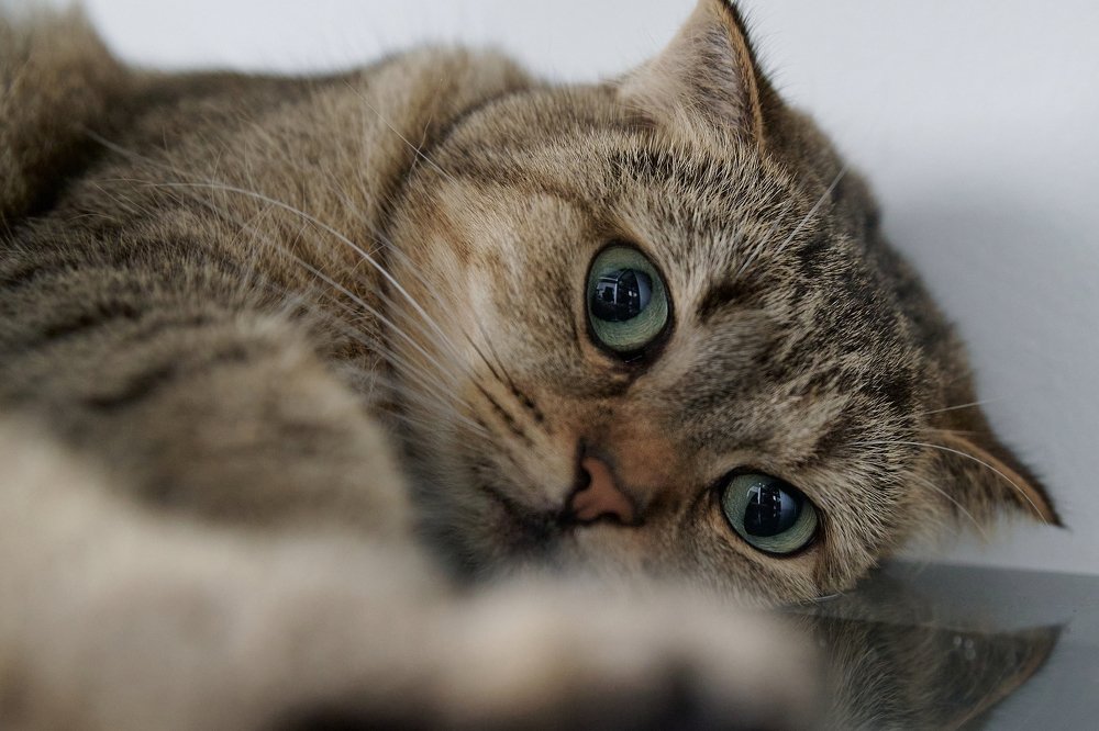 Фотография автора vladimir algazin