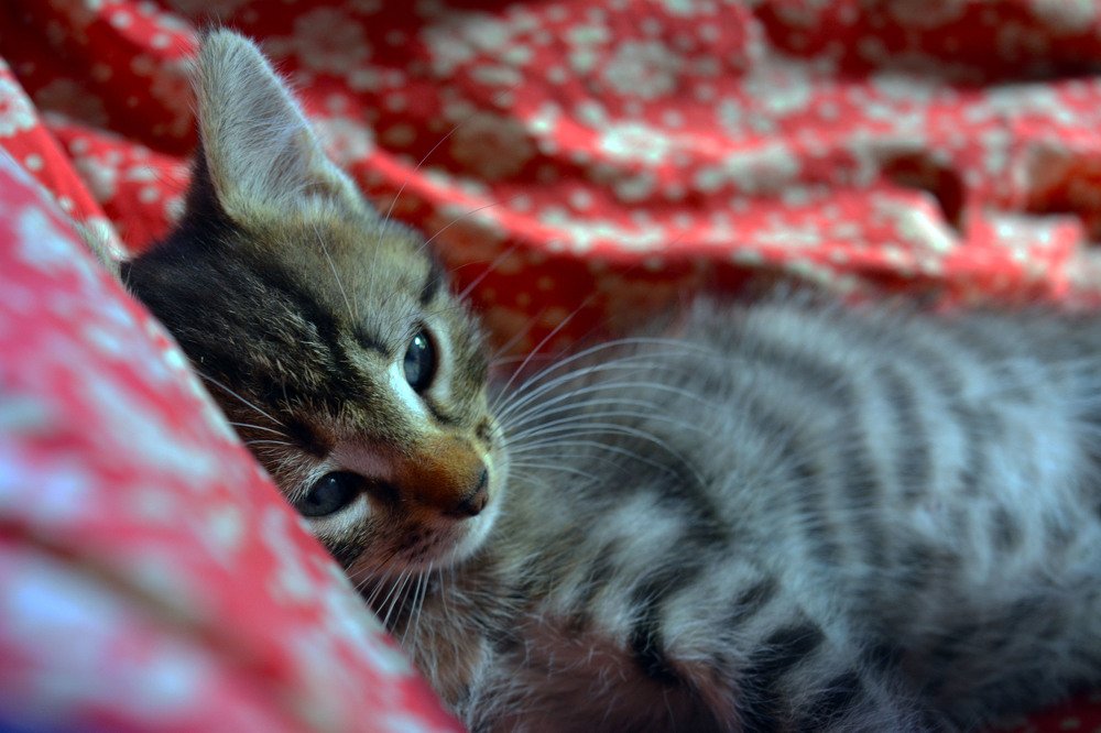 Photograph by Анатолий Григорьев