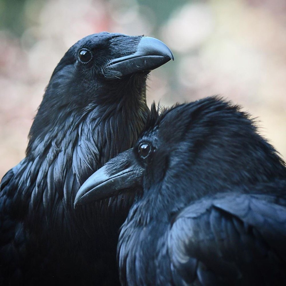 Фотография автора Mansoor Heydaryan