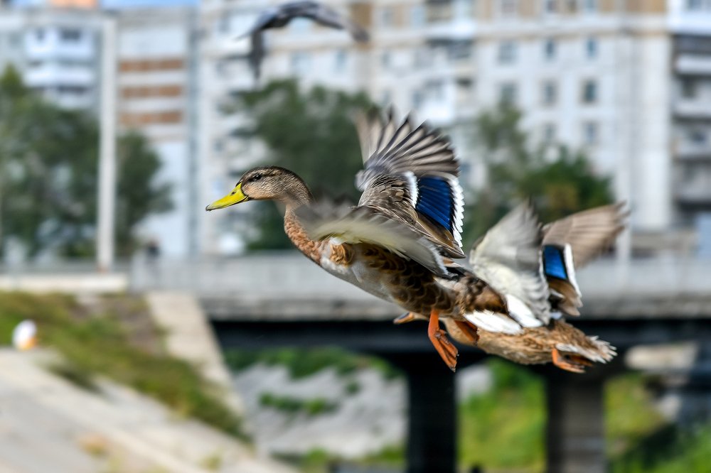 Photograph by Михаил Петрик