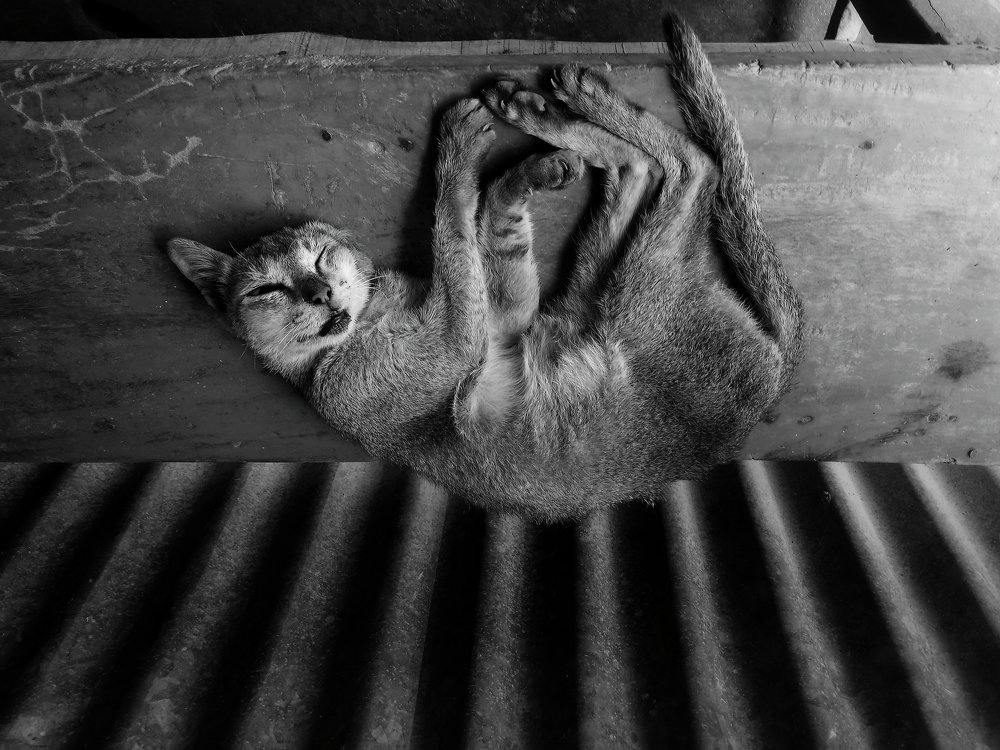 Photograph by Ha-Mim Brinto Syed Asir