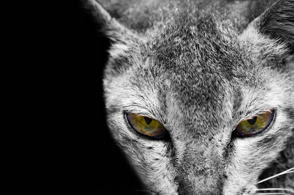 Photograph by Ha-Mim Brinto Syed Asir