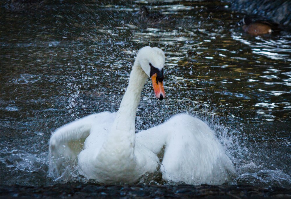 Photograph by Александр Антонов