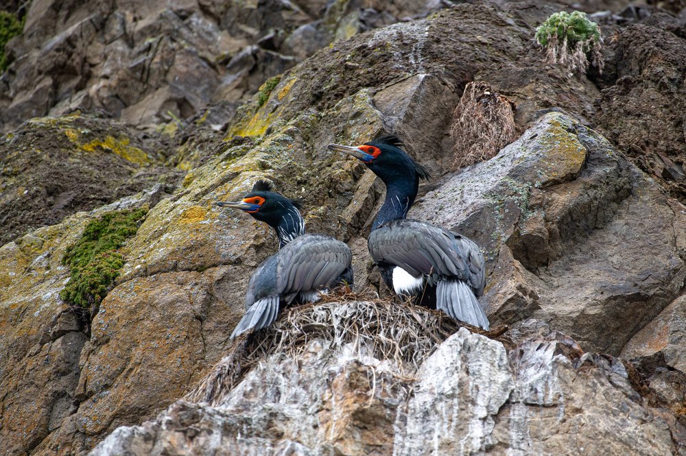 Краснолицые бакланы, Камчатка